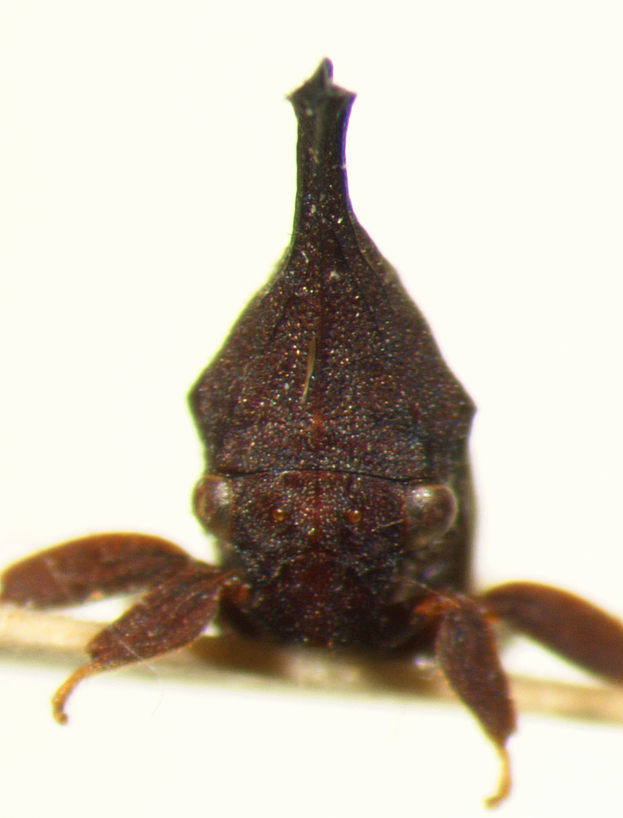 Enchenopa Amyot & Audinet-Serville, 1843: _Enchenopa binotata_ complex. (Otu).