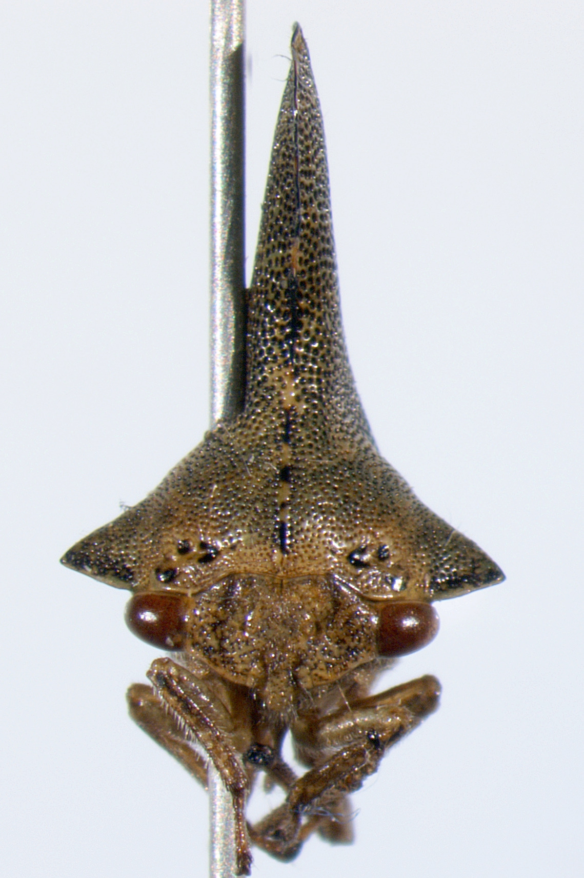 Glossonotus Butler, 1877: _Glossonotus acuminatus_. (Otu).