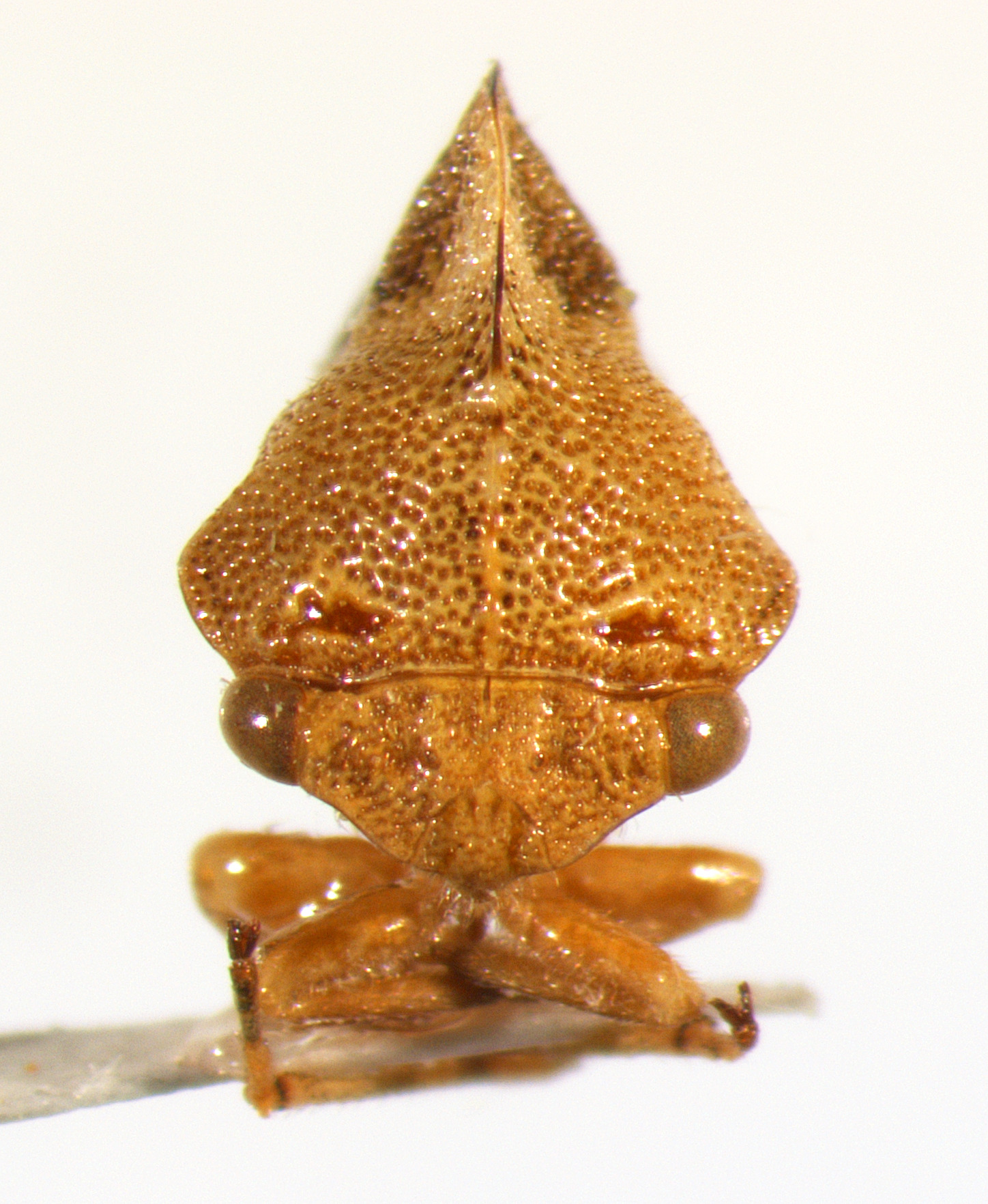 Grandolobus Ball, 1932: _Grandolobus grandis_. (Otu).