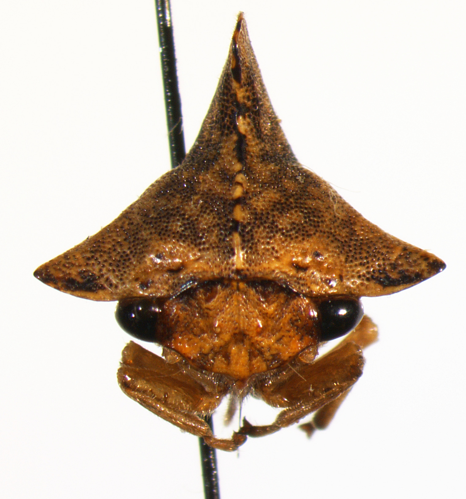 Heliria Stål, 1867: _Heliria cristata_. (Otu).