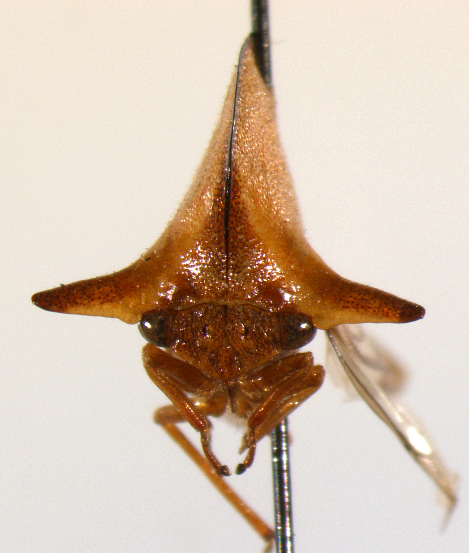 Hemicardiacus Plummer, 1945: _Hemicardiacus saundersi_, holotype. (Otu).