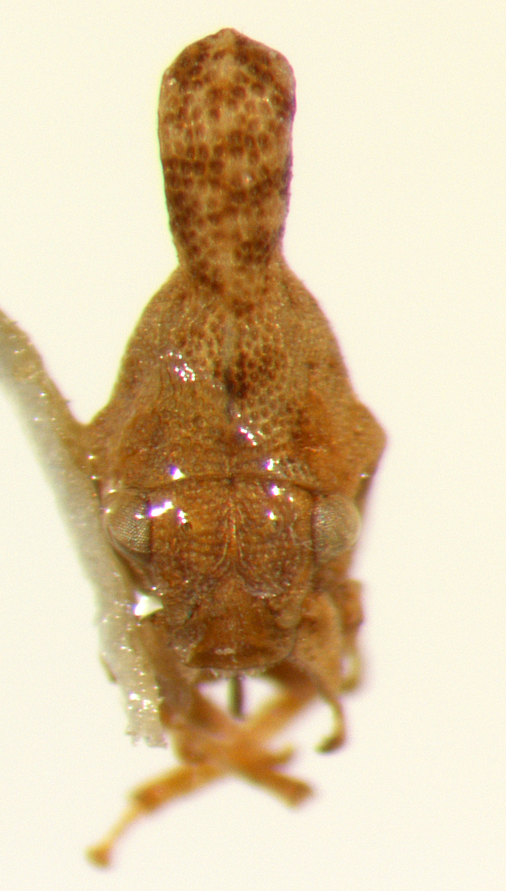 Hypsoprora Stål, 1870: _Hypsoprora nogolata_. (Otu).
