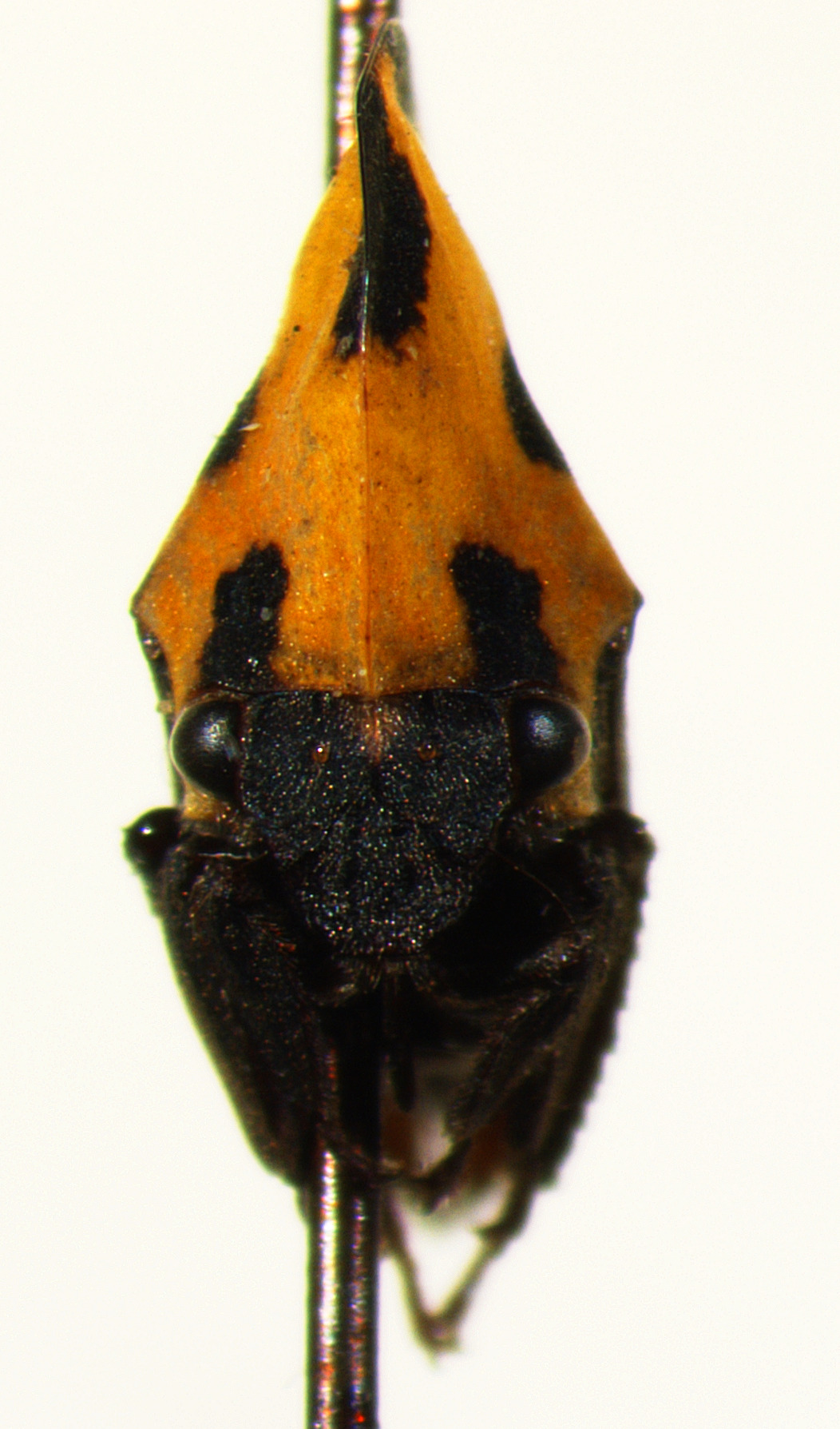 Membracis Fabricius, 1775: _Membracis mexicana_. (Otu).