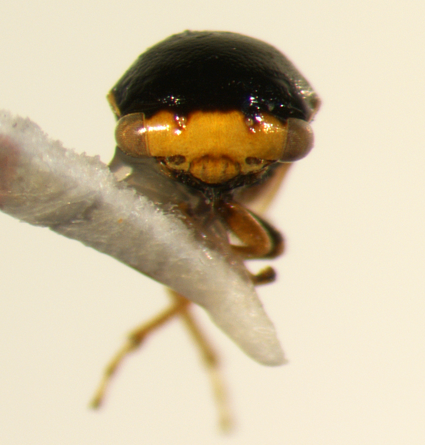 Micrutalis Fowler, 1895: _Micrutalis calva_. (Otu).