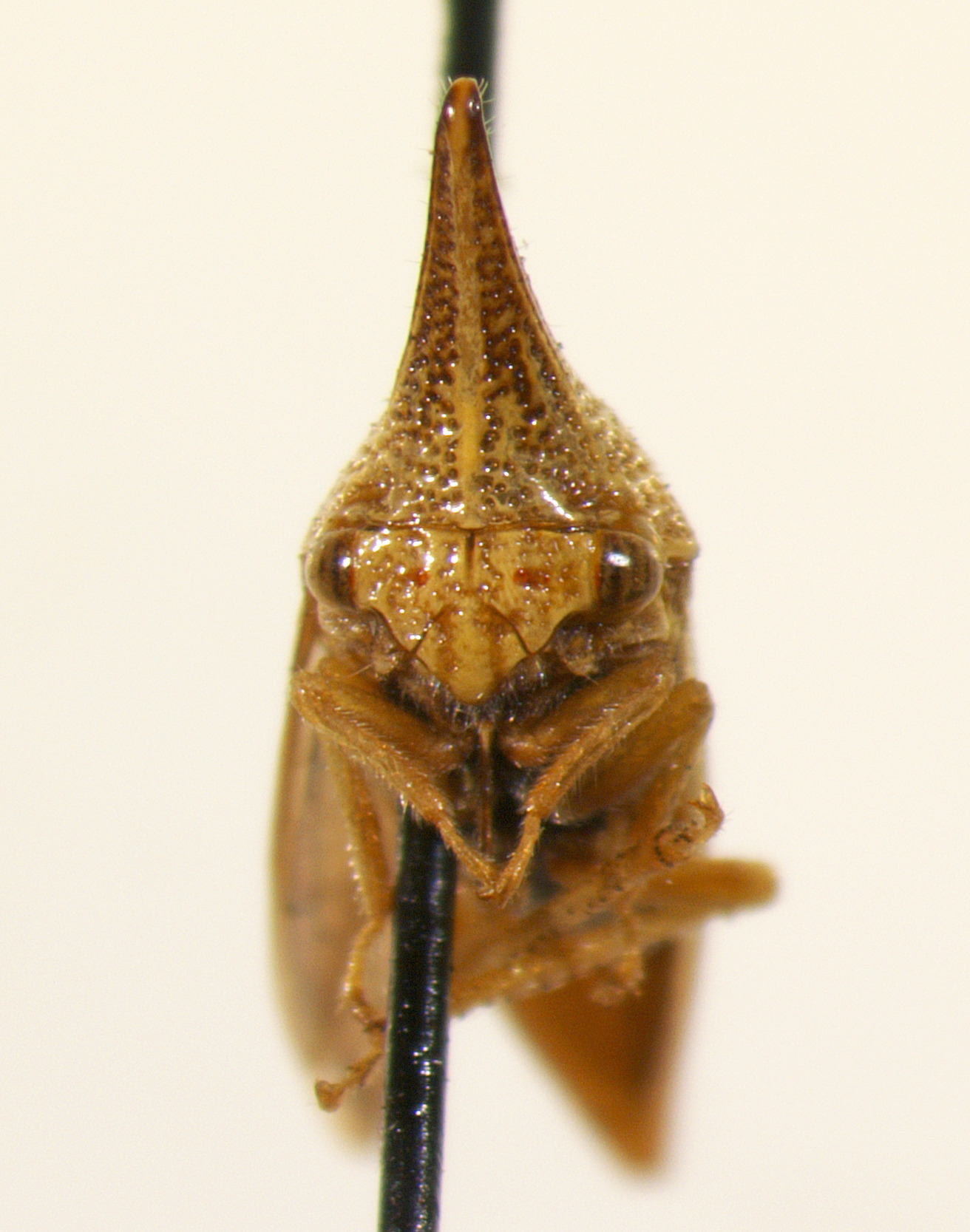 Polyglypta Burmeister, 1835: _Polyglypta dorsalis_. (Otu).