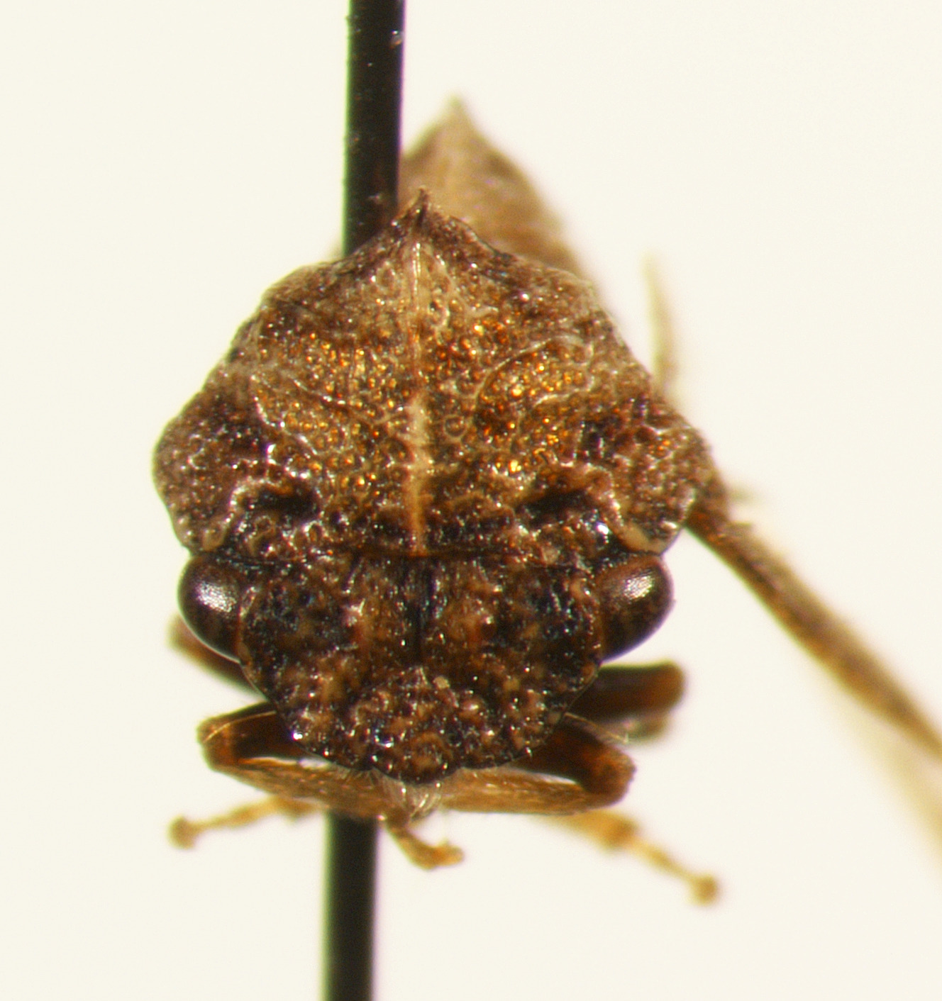 Publilia Stål, 1866: _Publilia concava_. (Otu).