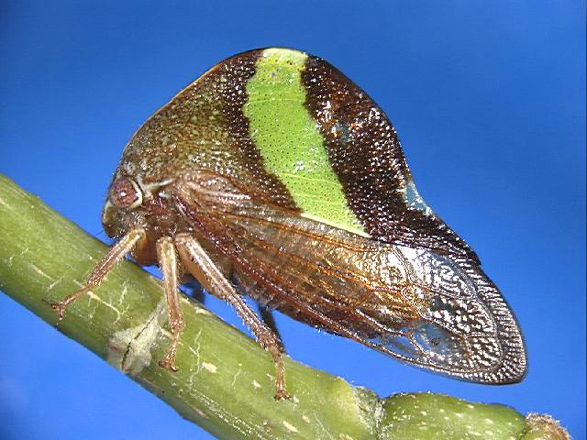 Smiliini Stål, 1866: _Smilia fasciata_. (Otu).