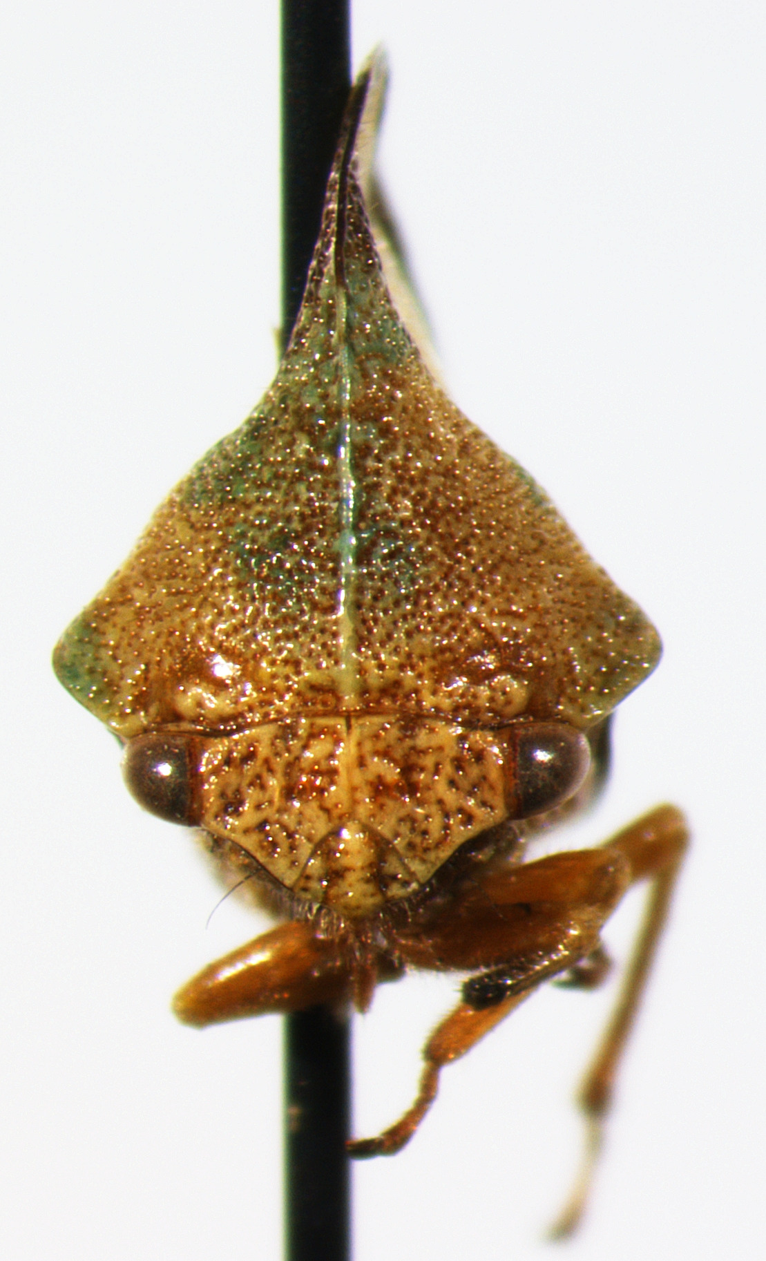 Smilia Germar, 1833: _Smilia fasciata_. (Otu).