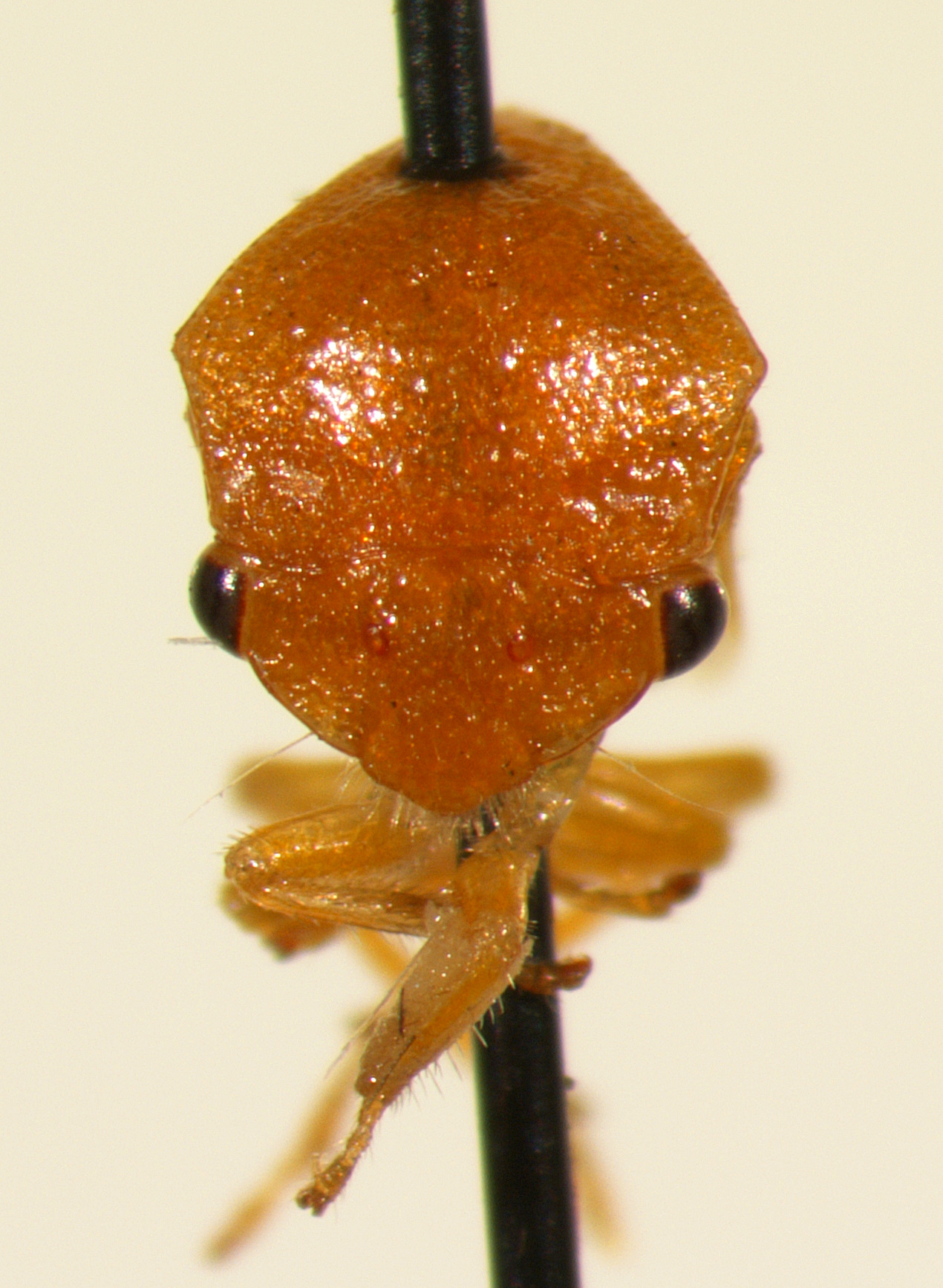 Spissistilus Caldwell, 1949: _Spissistilus festinus_. (Otu).