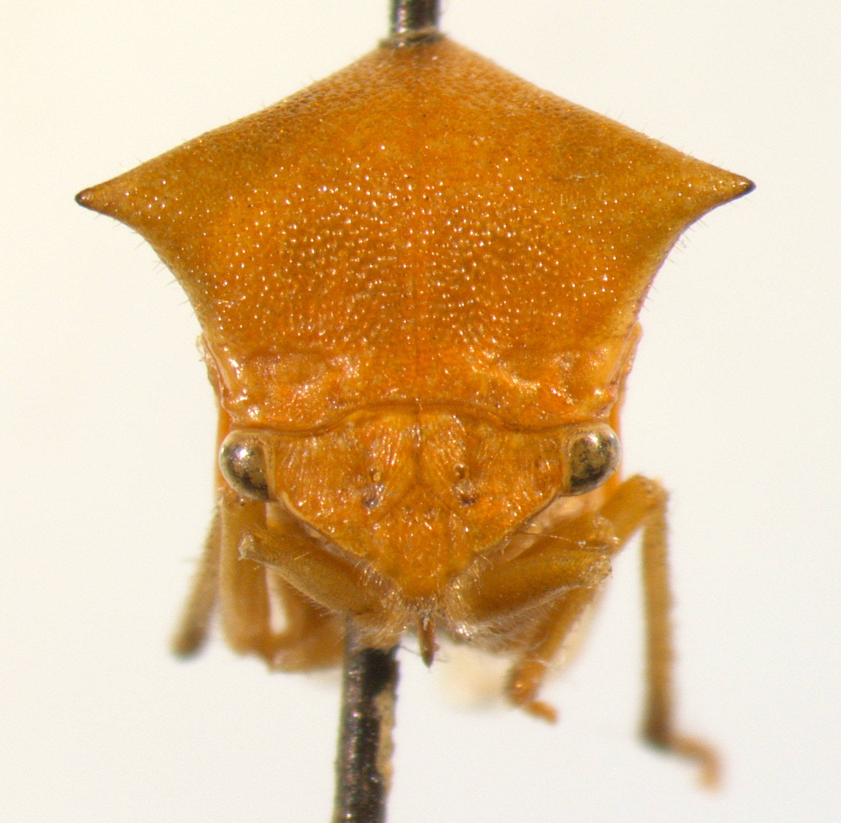 Stictocephala Stål, 1869: _Stictocephala bisonia_. (Otu).