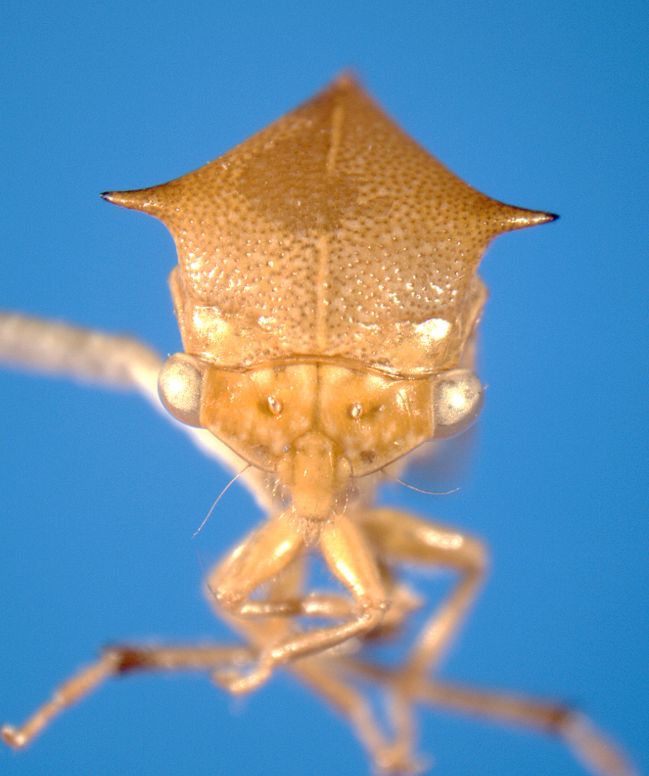 Stictolobus Metcalf, 1916: _Stictolobus minor_. (Otu).
