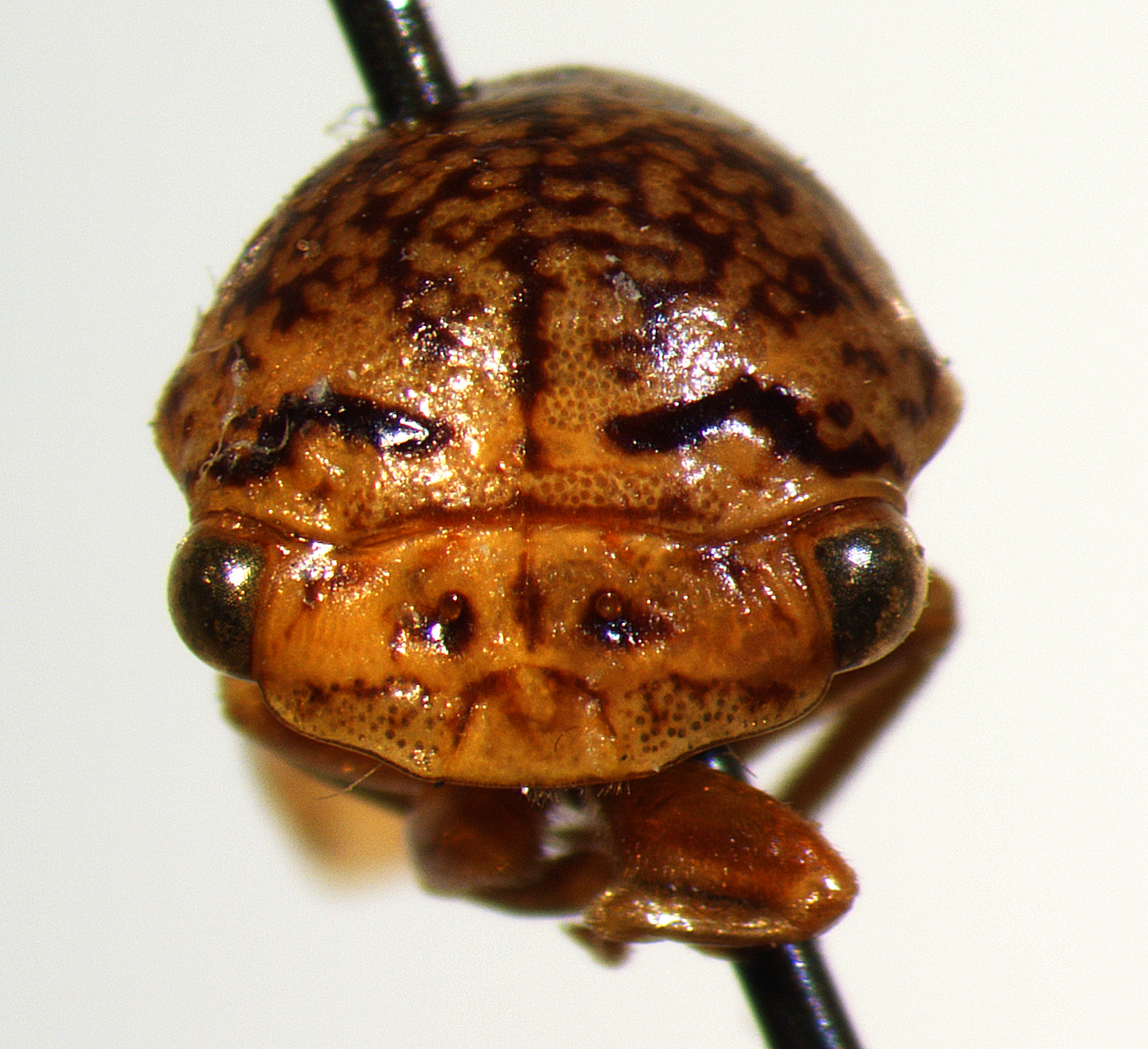 Stictopelta Stål, 1869: _Stictopelta marmorata_. (Otu).