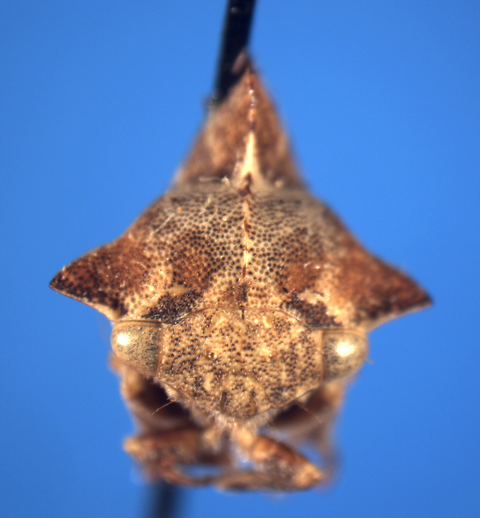 Telamonanthe Baker, 1907: _Telamonanthe pulchella_. (Otu).