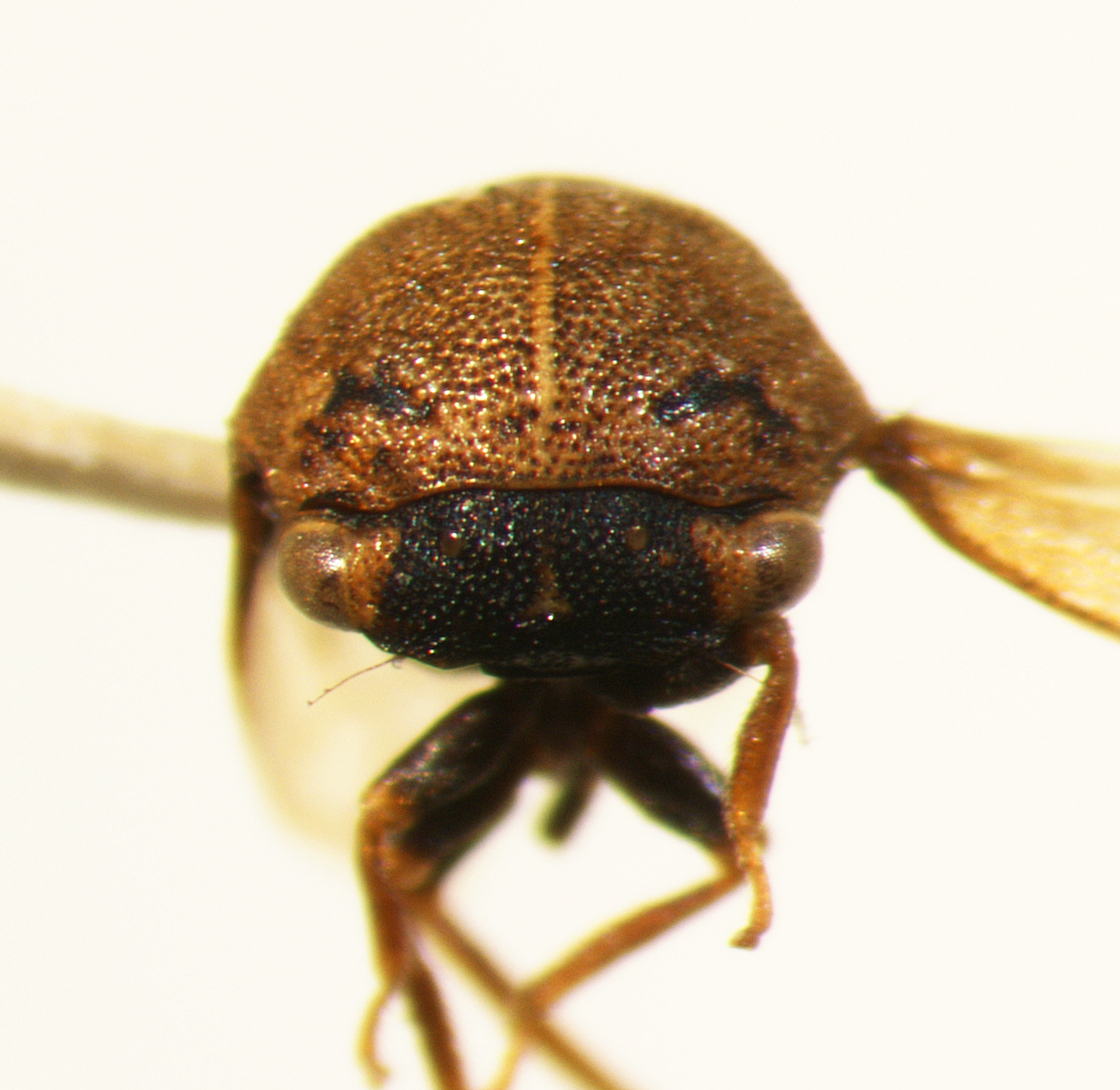 Trachytalis Fowler, 1895: _Trachytalis isabellina_. (Otu).