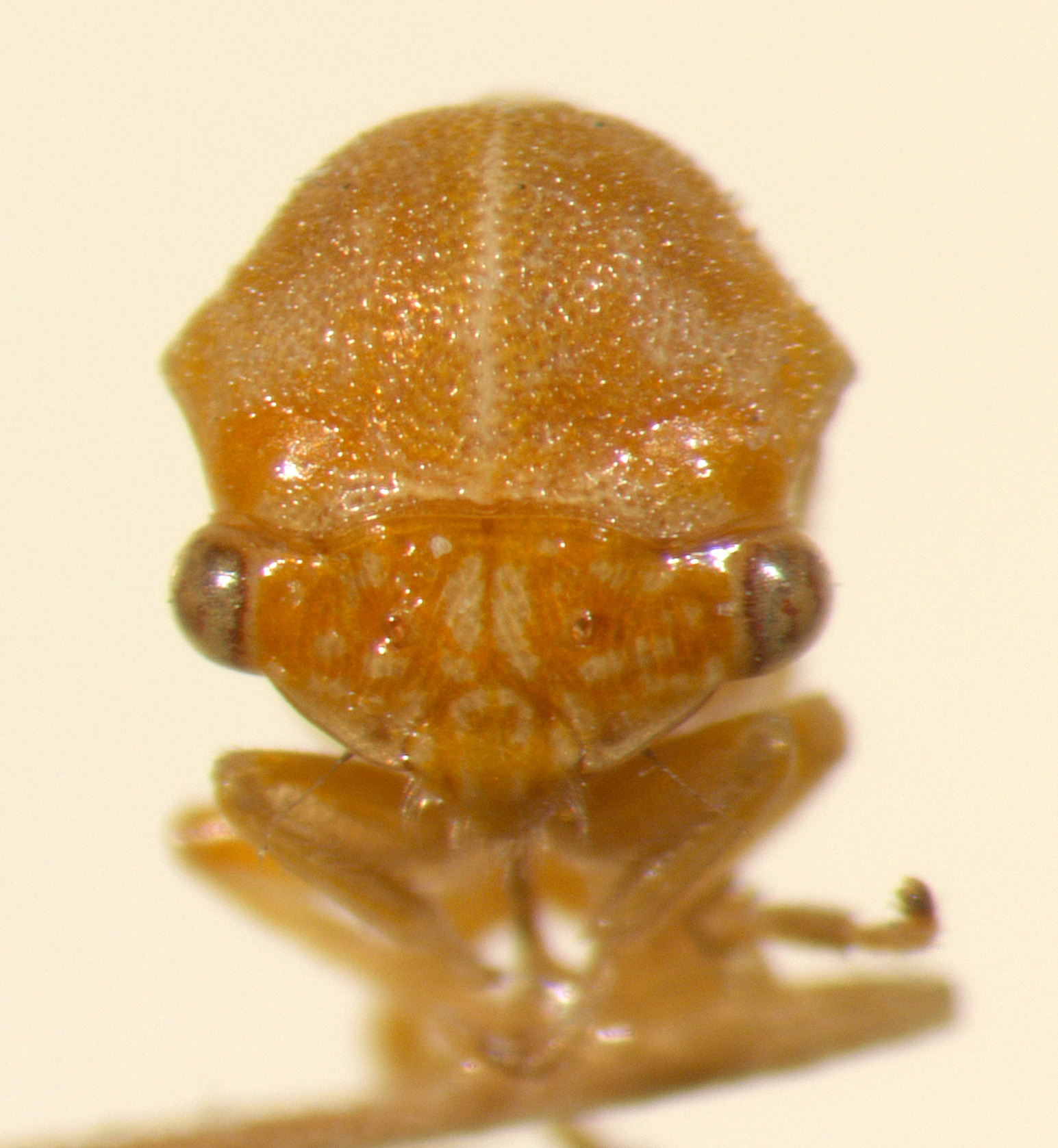 Trichaetipyga Caldwell, 1949: _Trichaetipyga juniperina_. (Otu).