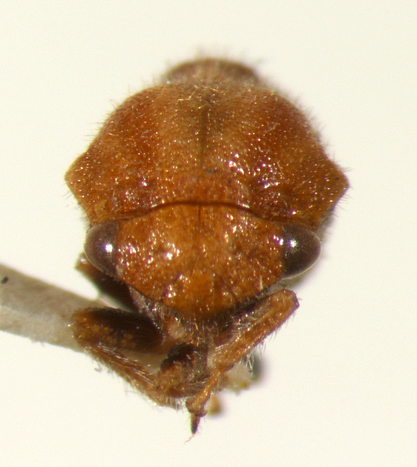 Xantholobus Van Duzee, 1908: _Xantholobus inflatus_. (Otu).