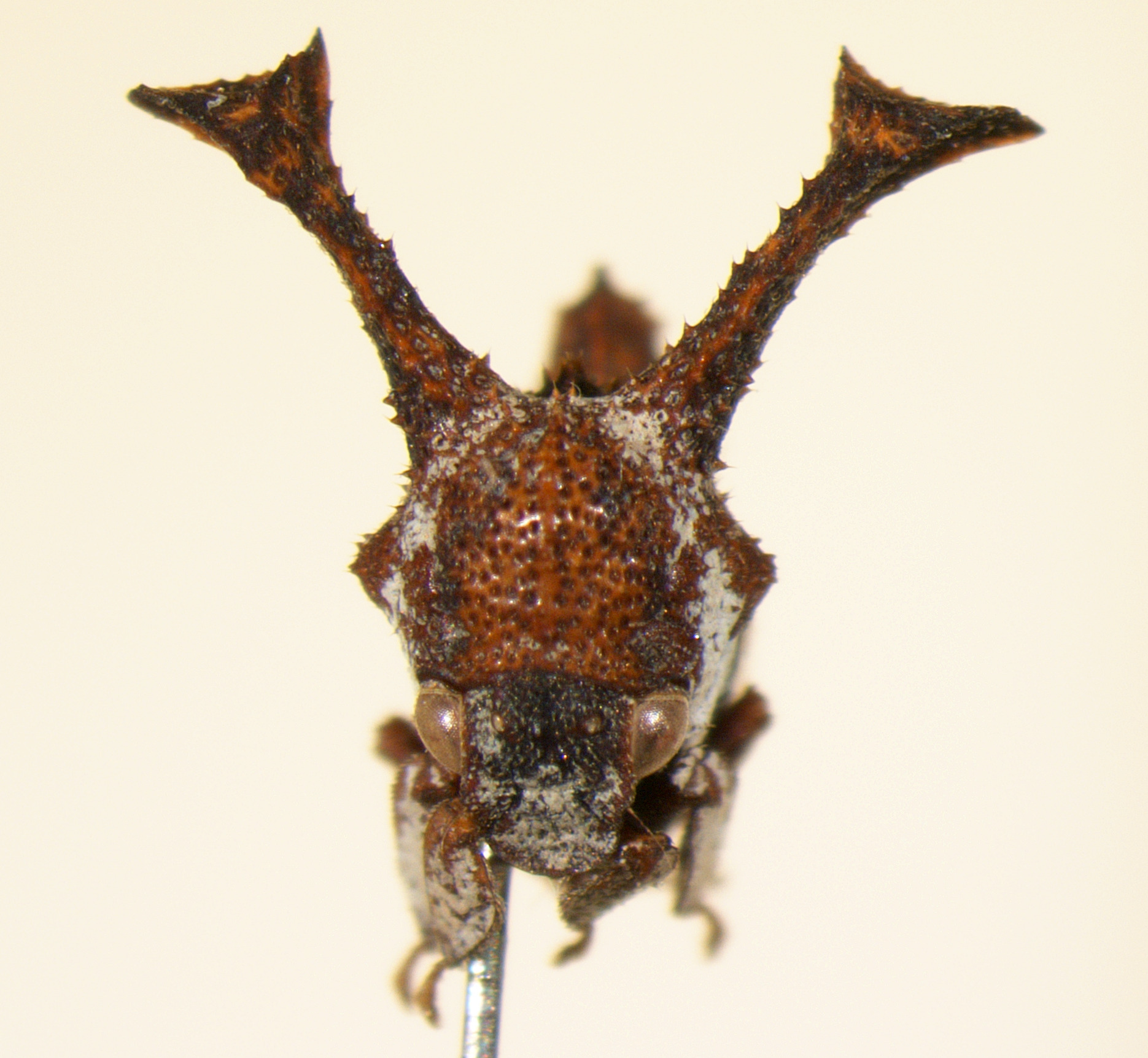 Notocera Amyot & Audinet-Serville, 1843: _Notocera hispida_. (Otu).