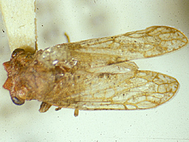 Antillotolania Ramos Alemar, 1957: _Antillotolania_. (Otu).