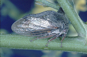 Centrotinae Amyot & Audinet-Serville, 1843: _Centrotus_. (Otu).