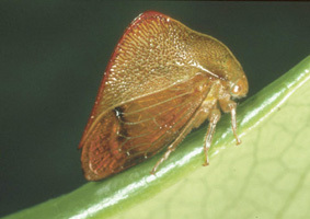 Cymbomorphini Haupt, 1929: _Cymbomorpha_. (Otu).