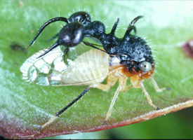 Smiliinae Stål, 1866: _Cyphonia_. (Otu).