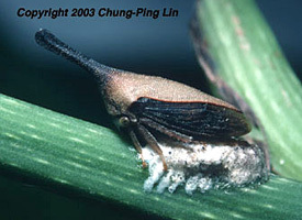 Guayaquila Goding, 1920: _Guayaquila_ female guarding eggs. (Otu).