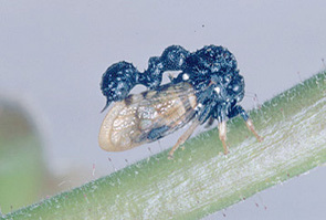 Hamma Buckton, 1905: _Hamma_. (Otu).