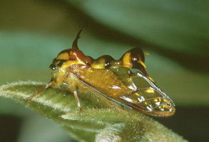 Heteronotus Laporte, 1832: _Heteronotus_. (Otu).