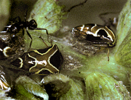 Horiola Fairmaire, 1846: _Horiola_ adults, with eggs and ant. (Otu).