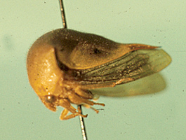 Hyphinoe Stål, 1867: _Hyphinoe_. (Otu).