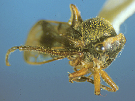 Lophyraspis Stål, 1869: _Lophyraspis_. (Otu).