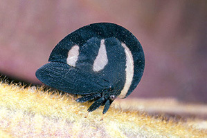 Membracidae Rafinesque, 1815: _Membracis_. (Otu).