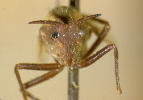 Mina Walker, 1858: _Mina_. (Otu).