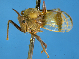 Biturritiinae Metcalf, 1951: _Mina_. (Otu).