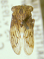 Nicomia Stål, 1858: _Nicomia_. (Otu).