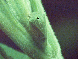 Hoplophorionini Goding, 1926: _Ochropepla_. (Otu).