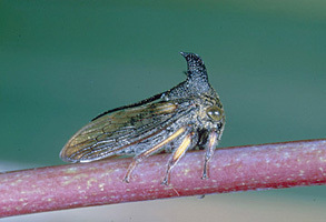 Otinotus Buckton, 1903: _Otinotus_. (Otu).