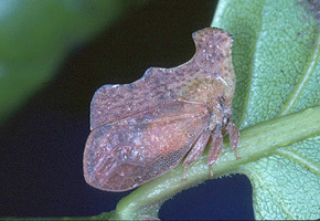 Stegaspidinae Haupt, 1929: _Stegaspis_. (Otu).