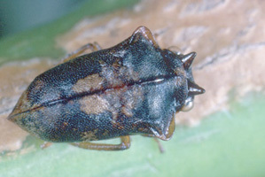 Tragopa Latreille, 1829: _Tragopa_. (Otu).