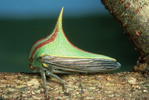 Membracinae Rafinesque, 1815: _Umbonia_. (Otu).