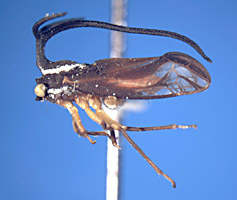 Stylocentrus Stål, 1869: _Stylocentrus ancora_. (Otu).