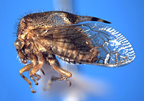 Paraceresa Kopp & Yonke, 1979: _Paraceresa bifasciata_. (Otu).