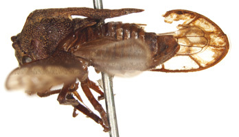 Lirania Stål, 1862: _Lirania bituberculata_. (Otu).
