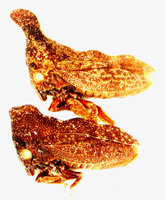 Hypsoprorini Haupt, 1929: _Jibarita borincana_. (Otu).