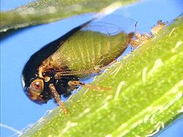 Micrutalini Haupt, 1929: _Micrutalis calva_. (Otu).