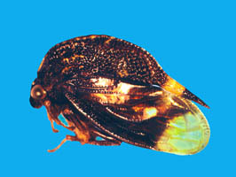 Iria Stål, 1867: _Iria carinata_. (Otu).