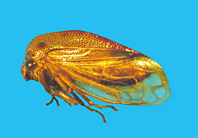 Cornutalis Sakakibara, 1998: _Cornutalis cauca_. (Otu).