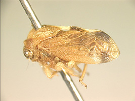 Pogontypus Distant, 1908: _Pogontypus complicatus_. (Otu).