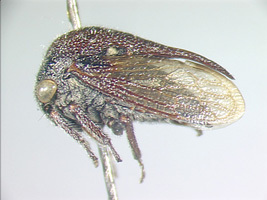 Terentiini Haupt, 1929: _Terentius convexus_. (Otu).