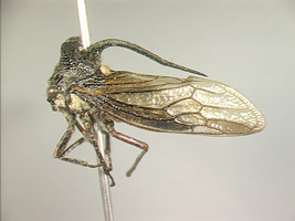 Telingana Distant, 1908: _Telingana curvispina_. (Otu).